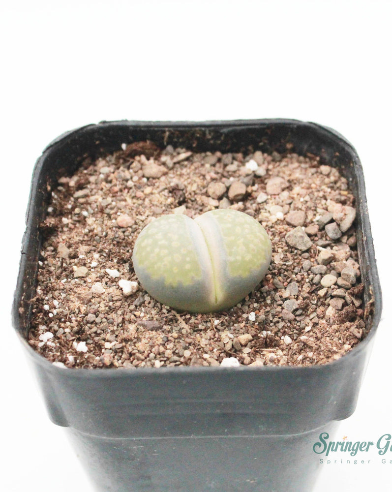 Lithops Assorted Colours