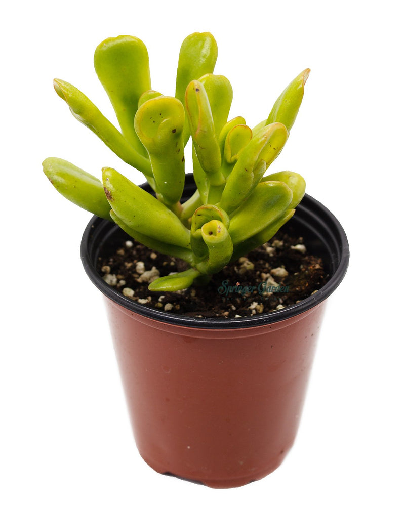 
                
                    Load image into Gallery viewer, Jade Plant/Ogre/Shrek Ears
                
            