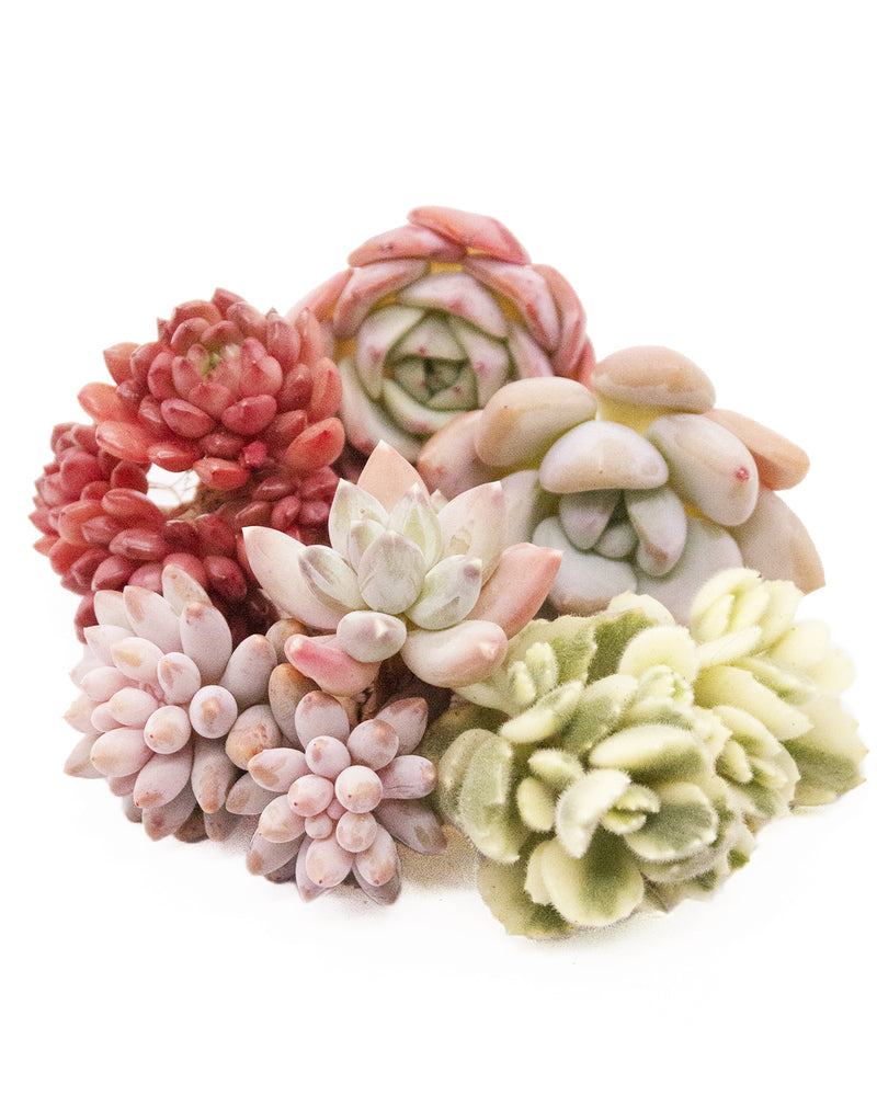 Korean Succulents *Beginner* DIY Kit