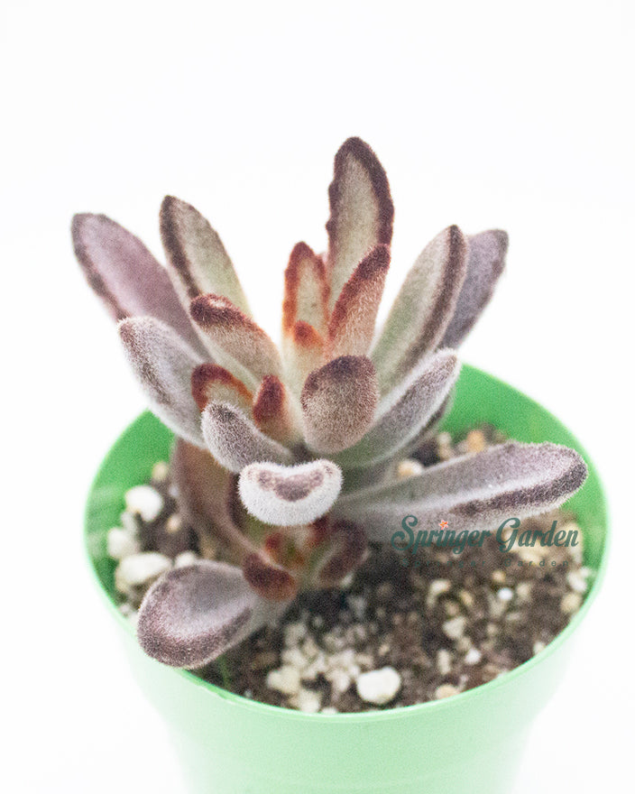 Kalanchoe Tomentosa 'Chocolate Soldier'