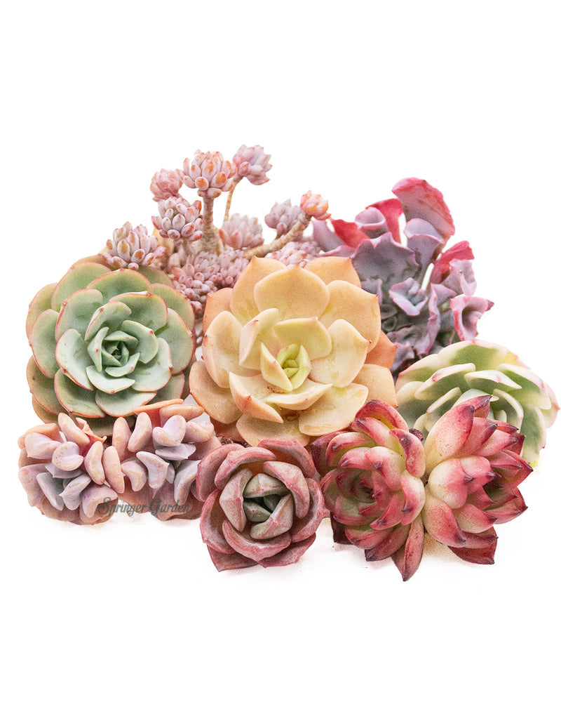 
                
                    Load image into Gallery viewer, Korean Rare Succulents *Platinum* Bundle
                
            