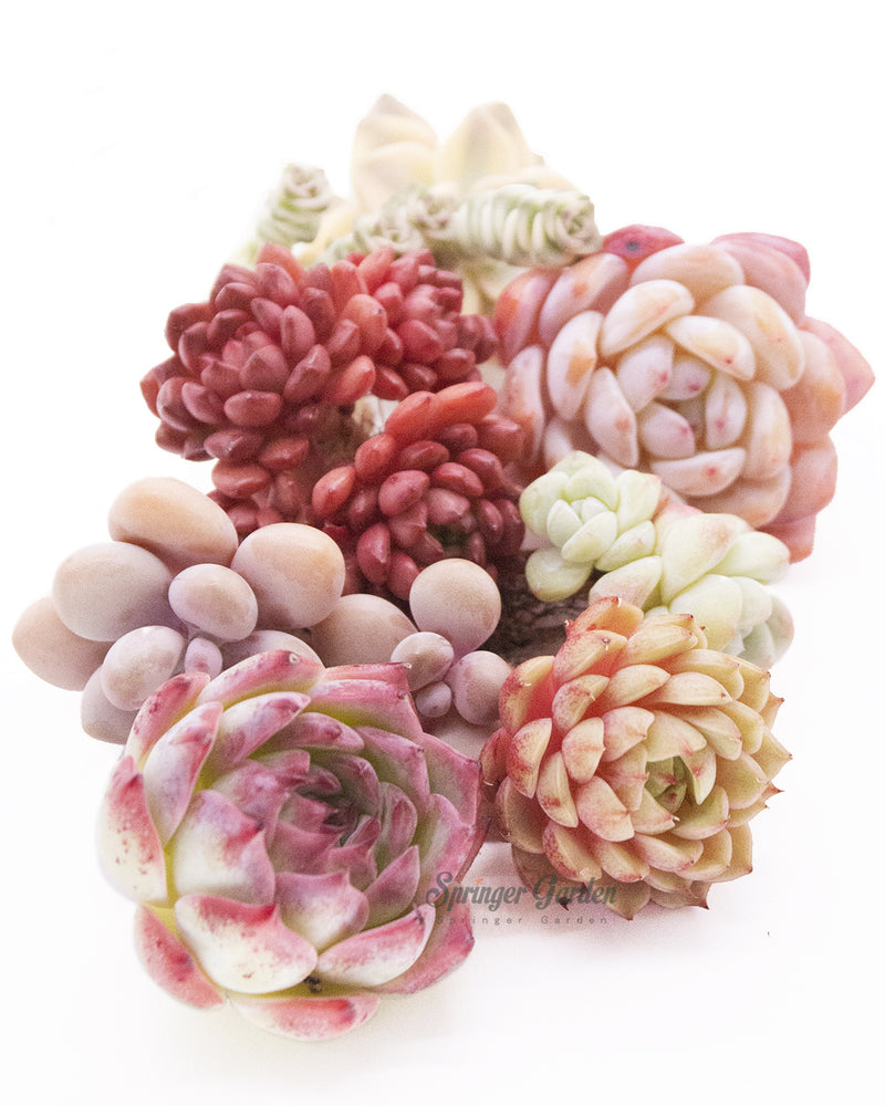 Korean Rare Succulents *Premium* Bundle