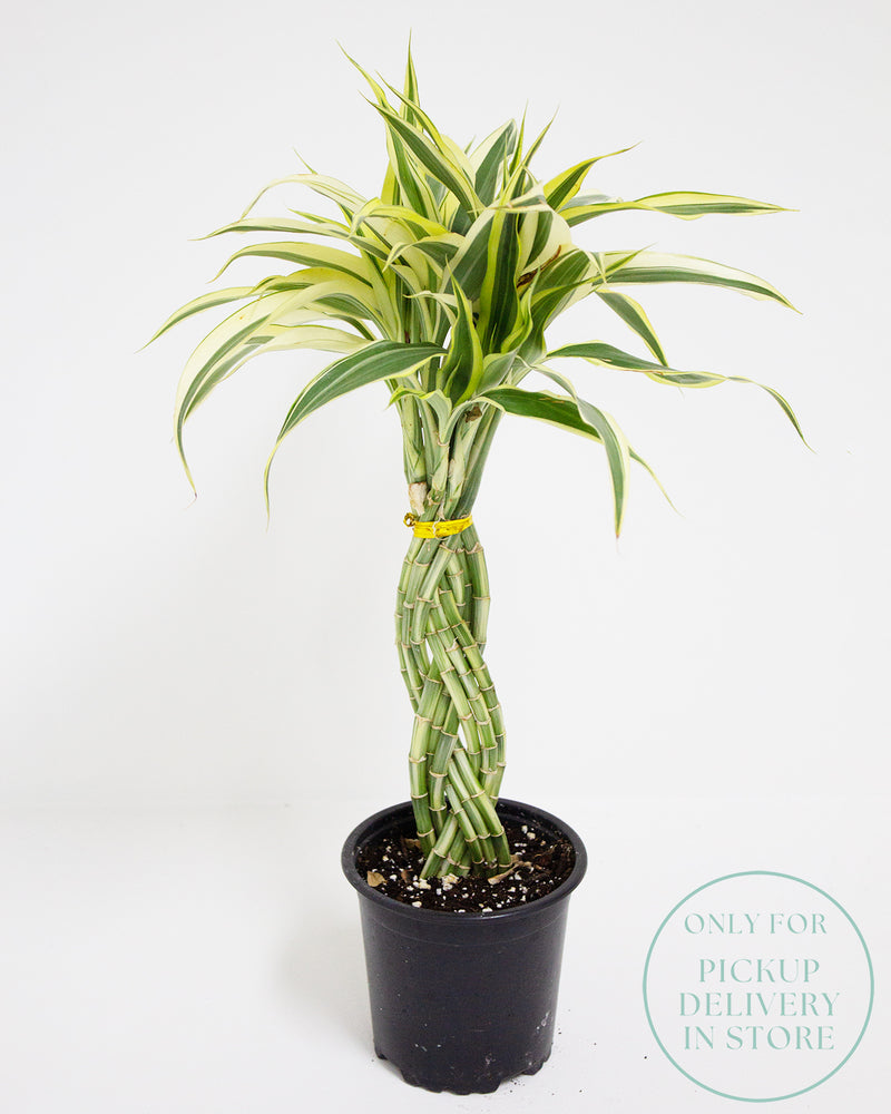 Lucky Bamboo
