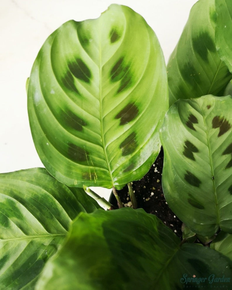 Maranta Green Prayer Plant