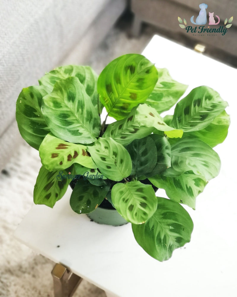 Maranta Green Prayer Plant