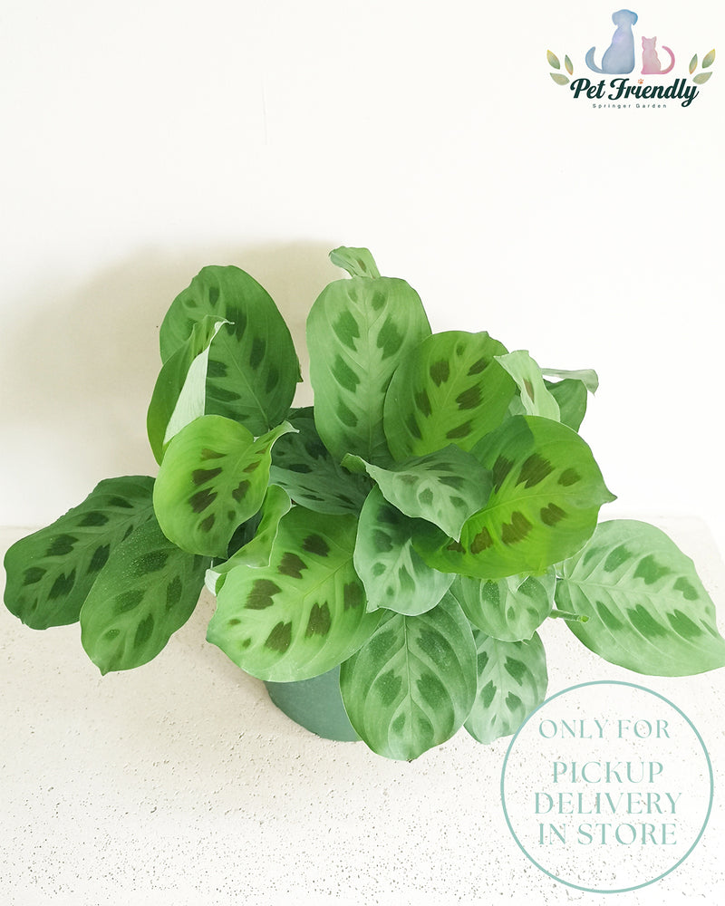 Maranta Green Prayer Plant