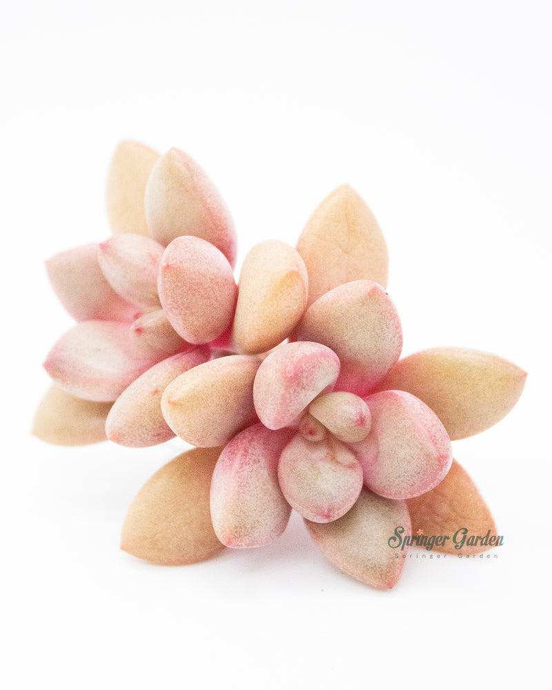 
                
                    Load image into Gallery viewer, Graptoveria Migum
                
            