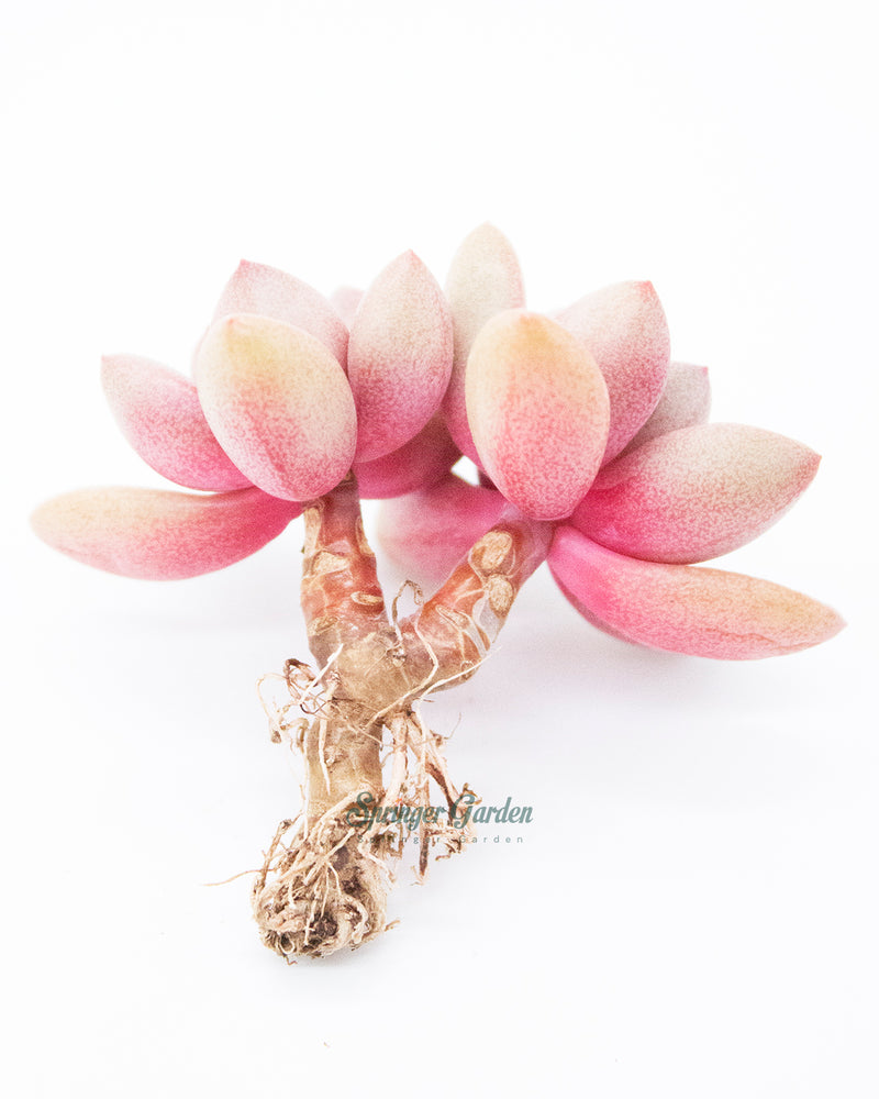 
                
                    Load image into Gallery viewer, Graptoveria Migum
                
            