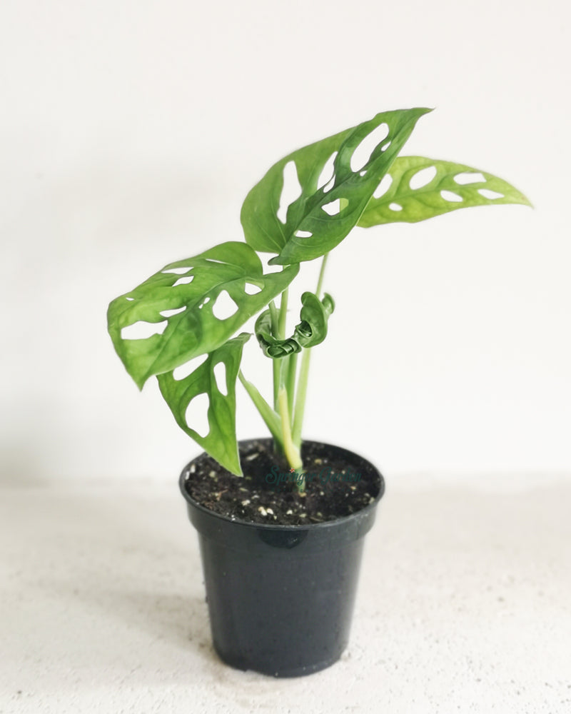 Monstera Adansonii