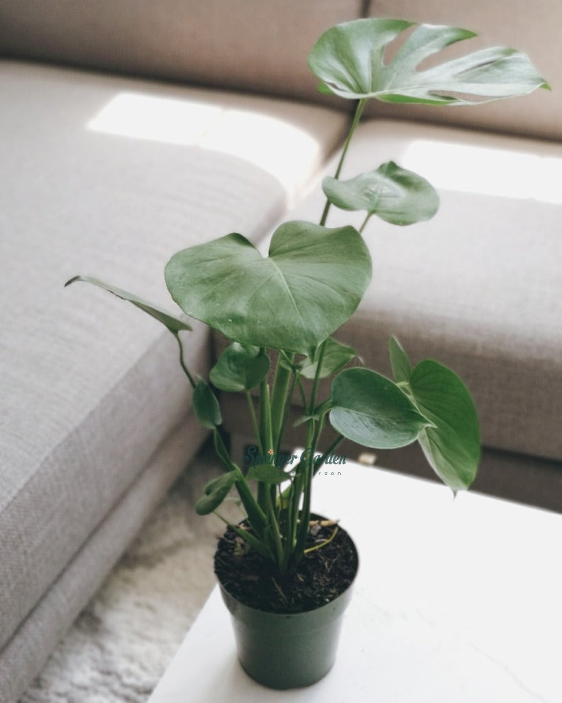 
                
                    Load image into Gallery viewer, Monstera Deliciosa Toronto&amp;#39;s 5-star Bestseller nursery store selected local &amp;amp; Korean rare succulents; houseplants, indoor plants, selected handmade planters with a drainage hole, pots, bonsai pots, produced by ourselves, wholesale. Ceramic Planter With Drainage Hole Cactus Succulent Plant Pot/Small Fern Flower Pot Gift Garden Desk Pottery/Handmade/Ceramic/Glazed/Table Decor/Indoor Decor/Tabletop Planter
                
            