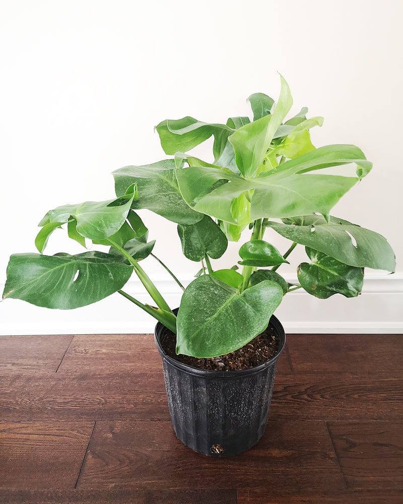 
                
                    Load image into Gallery viewer, Monstera Deliciosa Toronto&amp;#39;s 5-star Bestseller nursery store selected local &amp;amp; Korean rare succulents; houseplants, indoor plants, selected handmade planters with a drainage hole, pots, bonsai pots, produced by ourselves, wholesale. Ceramic Planter With Drainage Hole Cactus Succulent Plant Pot/Small Fern Flower Pot Gift Garden Desk Pottery/Handmade/Ceramic/Glazed/Table Decor/Indoor Decor/Tabletop Planter
                
            