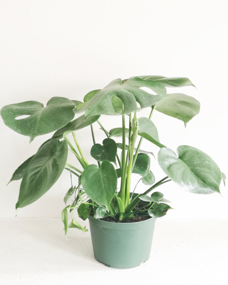 
                
                    Load image into Gallery viewer, Monstera Deliciosa Toronto&amp;#39;s 5-star Bestseller nursery store selected local &amp;amp; Korean rare succulents; houseplants, indoor plants, selected handmade planters with a drainage hole, pots, bonsai pots, produced by ourselves, wholesale. Ceramic Planter With Drainage Hole Cactus Succulent Plant Pot/Small Fern Flower Pot Gift Garden Desk Pottery/Handmade/Ceramic/Glazed/Table Decor/Indoor Decor/Tabletop Planter
                
            