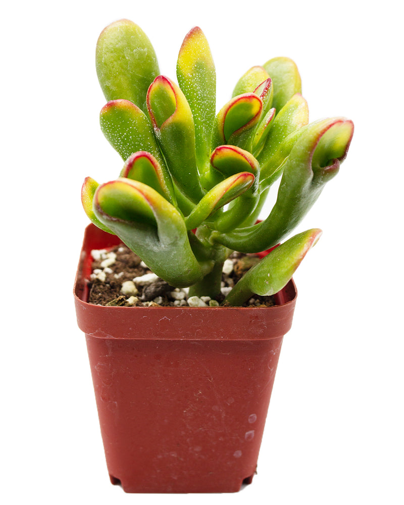 Jade Plant/Ogre/Shrek Ears