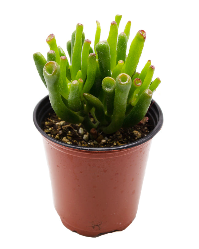 Jade Plant/Ogre/Shrek Ears