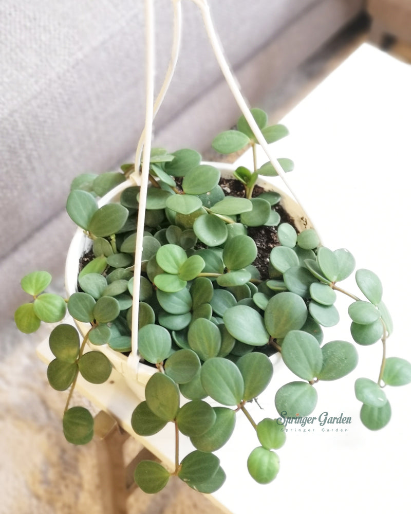 Peperomia Hope