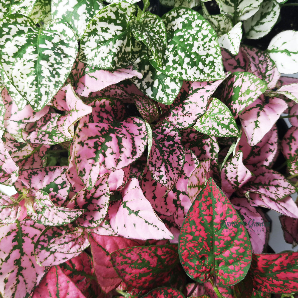 Polka Dot Plant