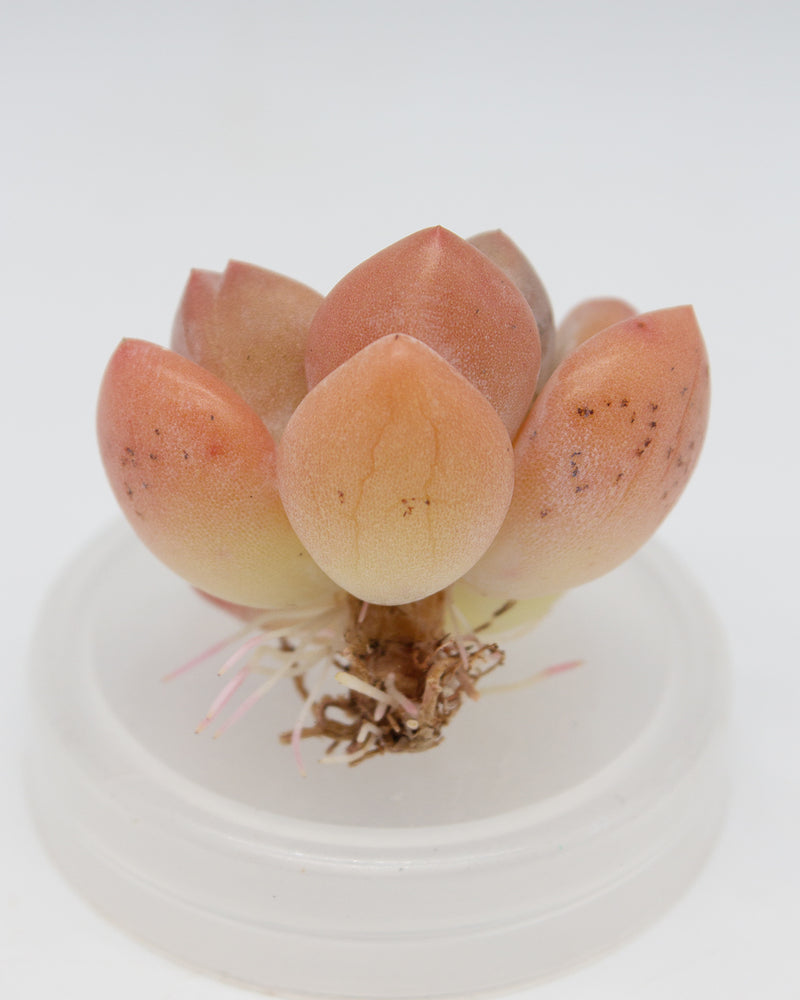 Pachyphytum cv Frevel