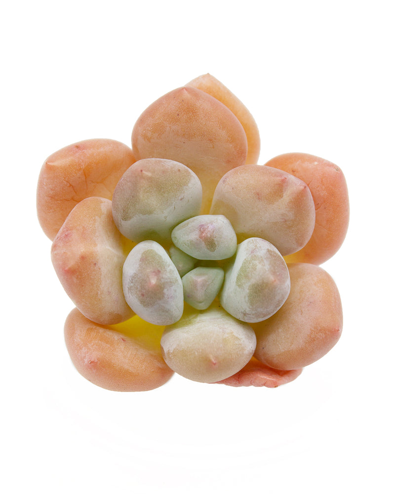 Pachyphytum cv Frevel