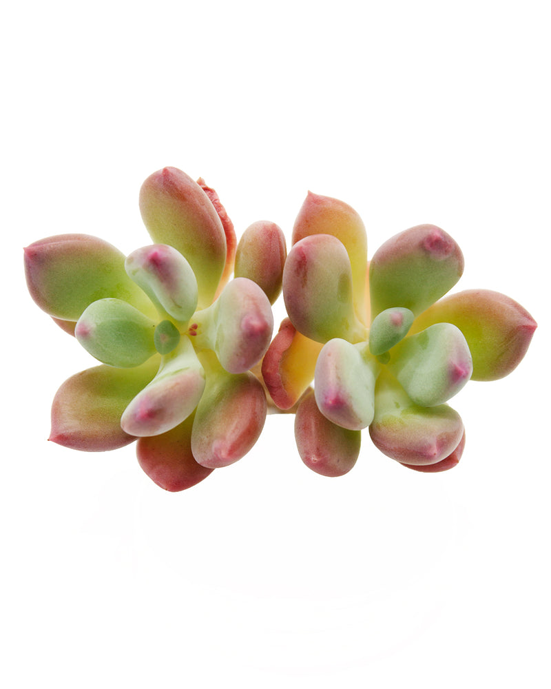 Pachyphytum Doctor Cornelius