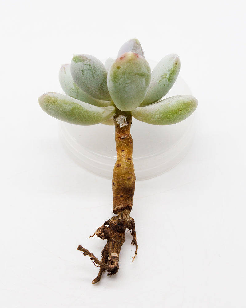 Pachyphytum Glutinicaule