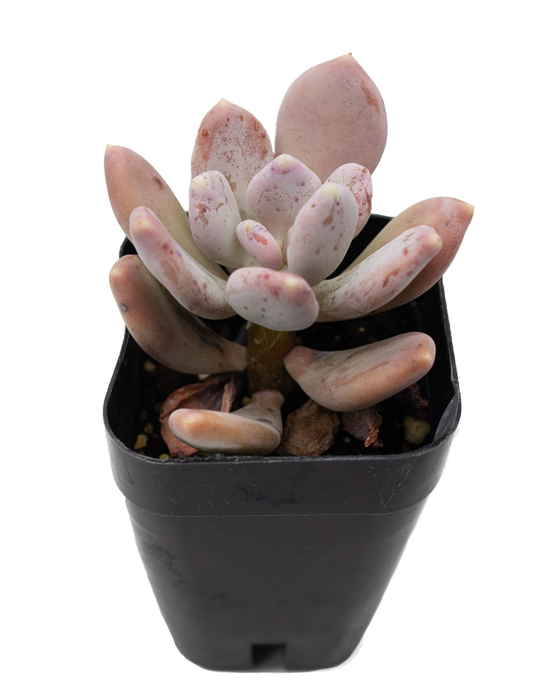 Pachyphytum Glutinicaule