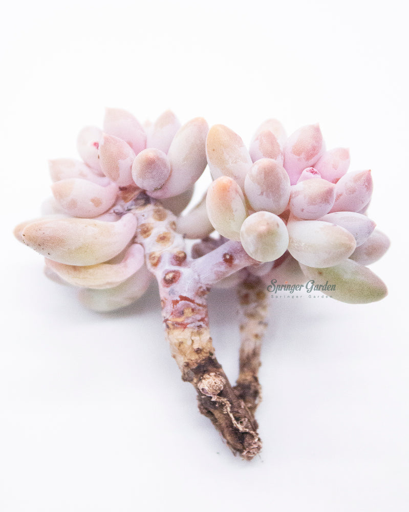 Pachyphytum Machucae(Baby finger)-Cluster. Toronto's 5-star Bestseller nursery store selected rare local and Korean succulents; houseplants, indoor plants, selected handmade planters with a drainage hole, produced by ourselves, wholesale. Plant delivery Toronto, GTA, Mississauga, shipping Canada, United States. Pot/Pottery/Handmade/Ceramic/Glazed/Table Decor/Indoor Decor