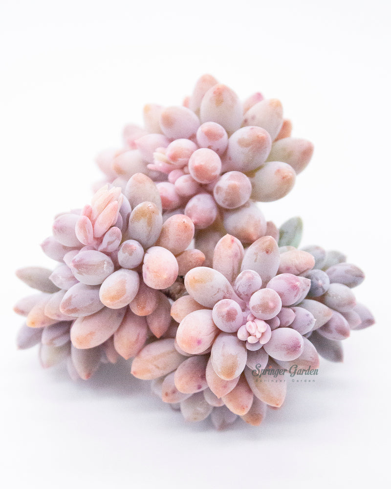 Pachyphytum Machucae(Baby finger)-Cluster. Toronto's 5-star Bestseller nursery store selected rare local and Korean succulents; houseplants, indoor plants, selected handmade planters with a drainage hole, produced by ourselves, wholesale. Plant delivery Toronto, GTA, Mississauga, shipping Canada, United States. Pot/Pottery/Handmade/Ceramic/Glazed/Table Decor/Indoor Decor