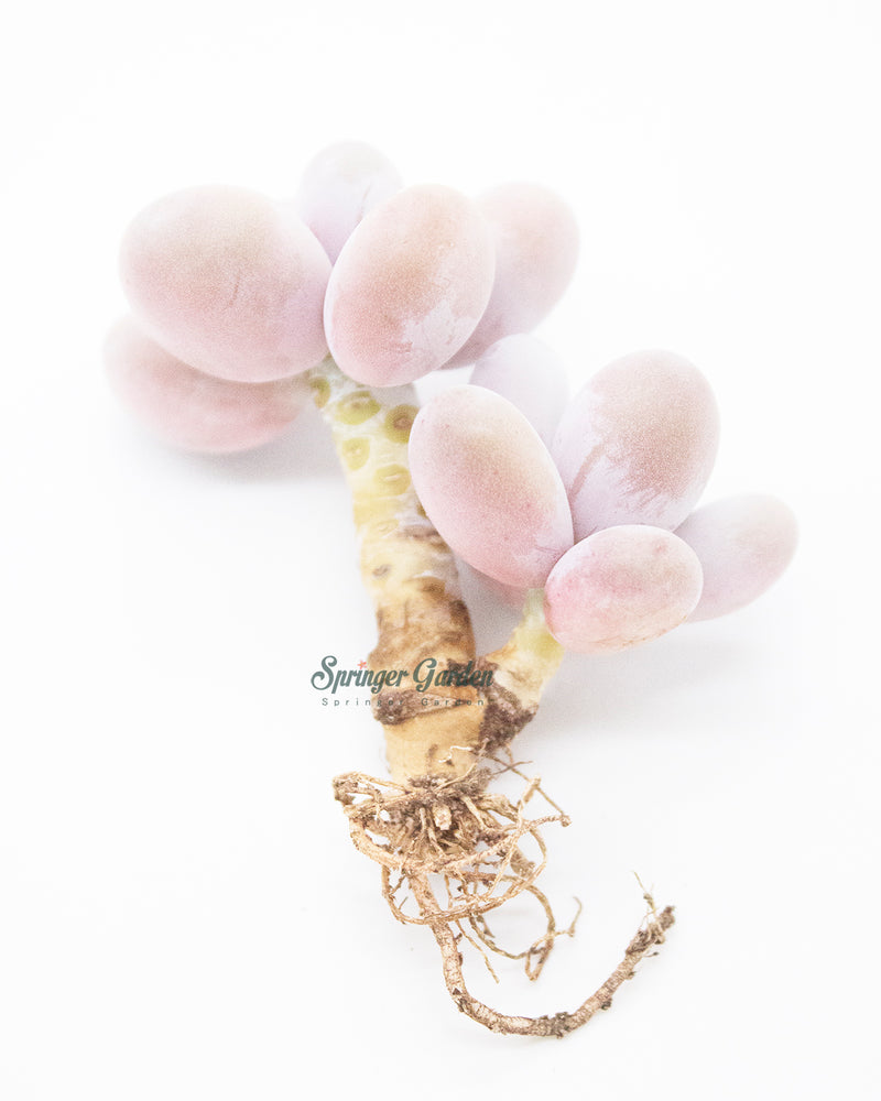 Pachyphytum Oviferum Pink Moonstone