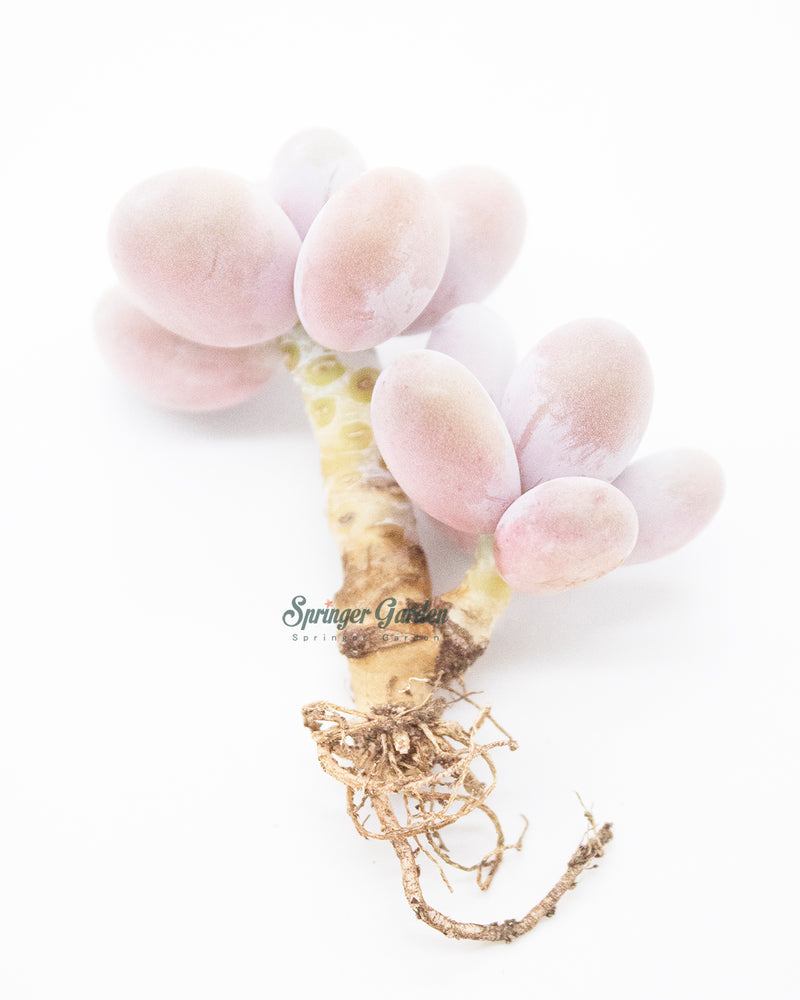 
                
                    Load image into Gallery viewer, Pachyphytum Oviferum Pink Moonstone
                
            