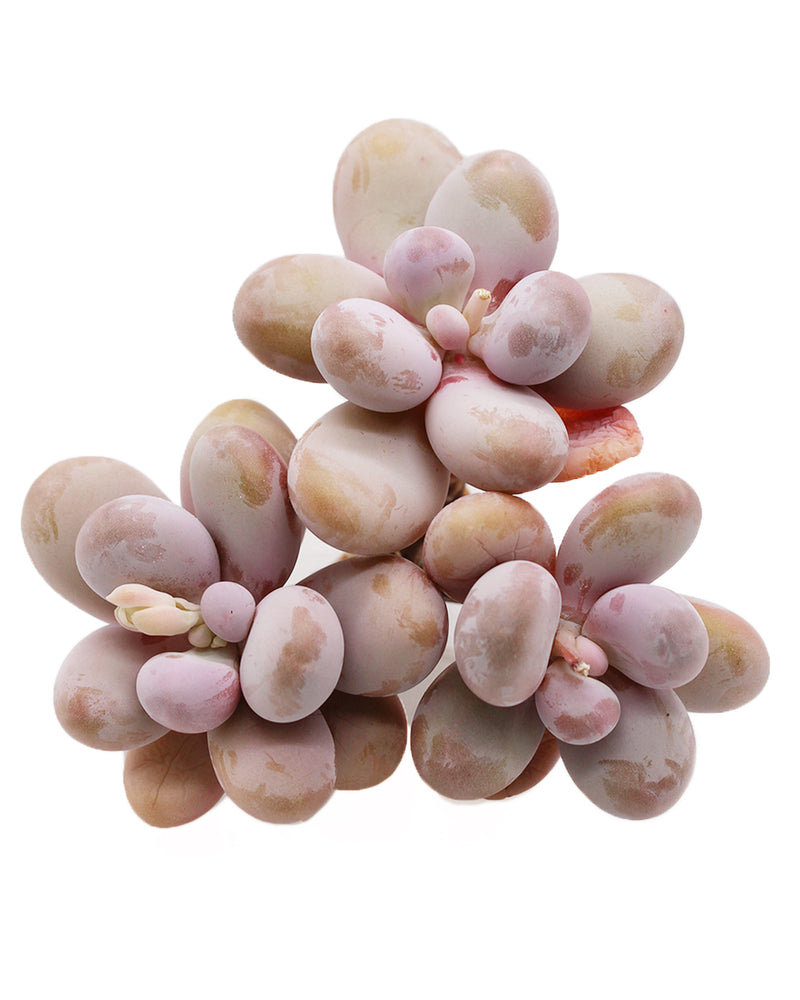 Pachyphytum Oviferum Pink Moonstone