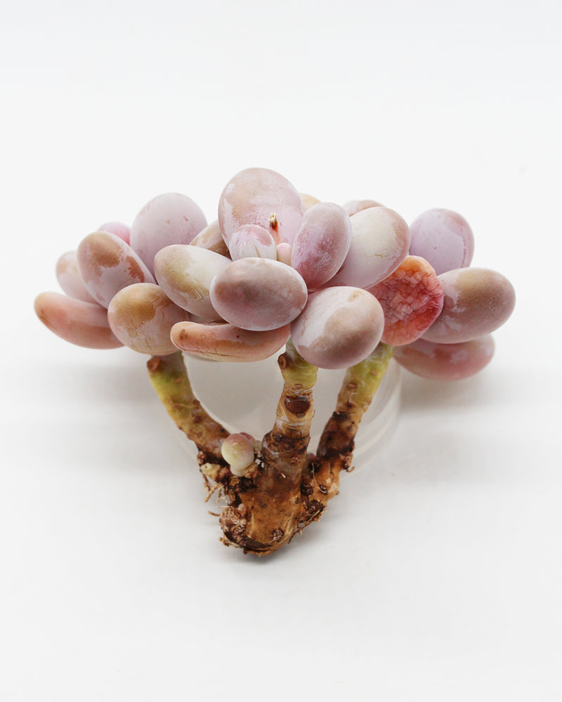 Pachyphytum Oviferum Pink Moonstone