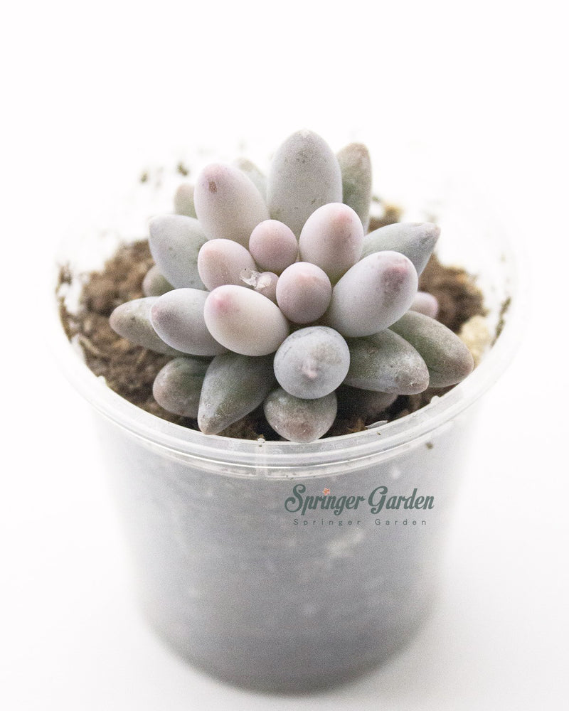 Pachyphytum 'Machucae' - Baby Finger