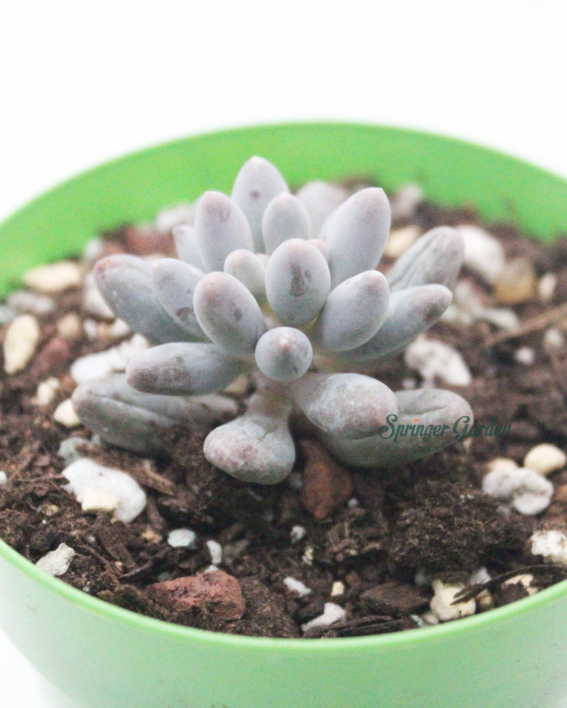Pachyphytum 'Machucae' - Baby Finger