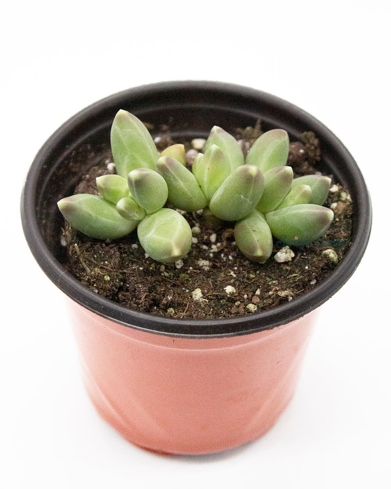 Pachyphytum Compactum