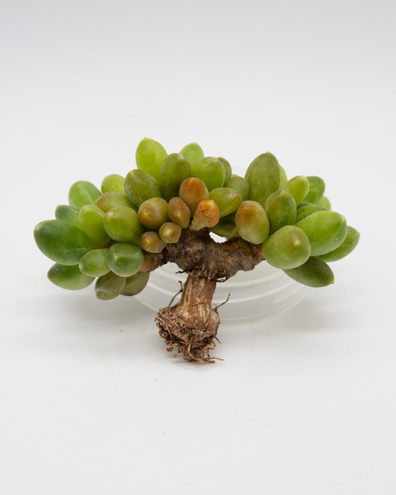 
                
                    Load image into Gallery viewer, Pachyphytum Compactum
                
            