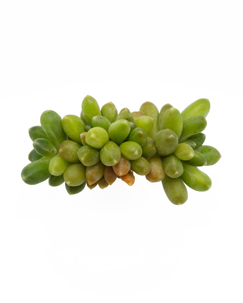 
                
                    Load image into Gallery viewer, Pachyphytum Compactum
                
            