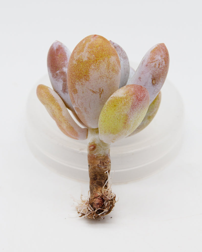 Pachyphytum Cuicatecanum