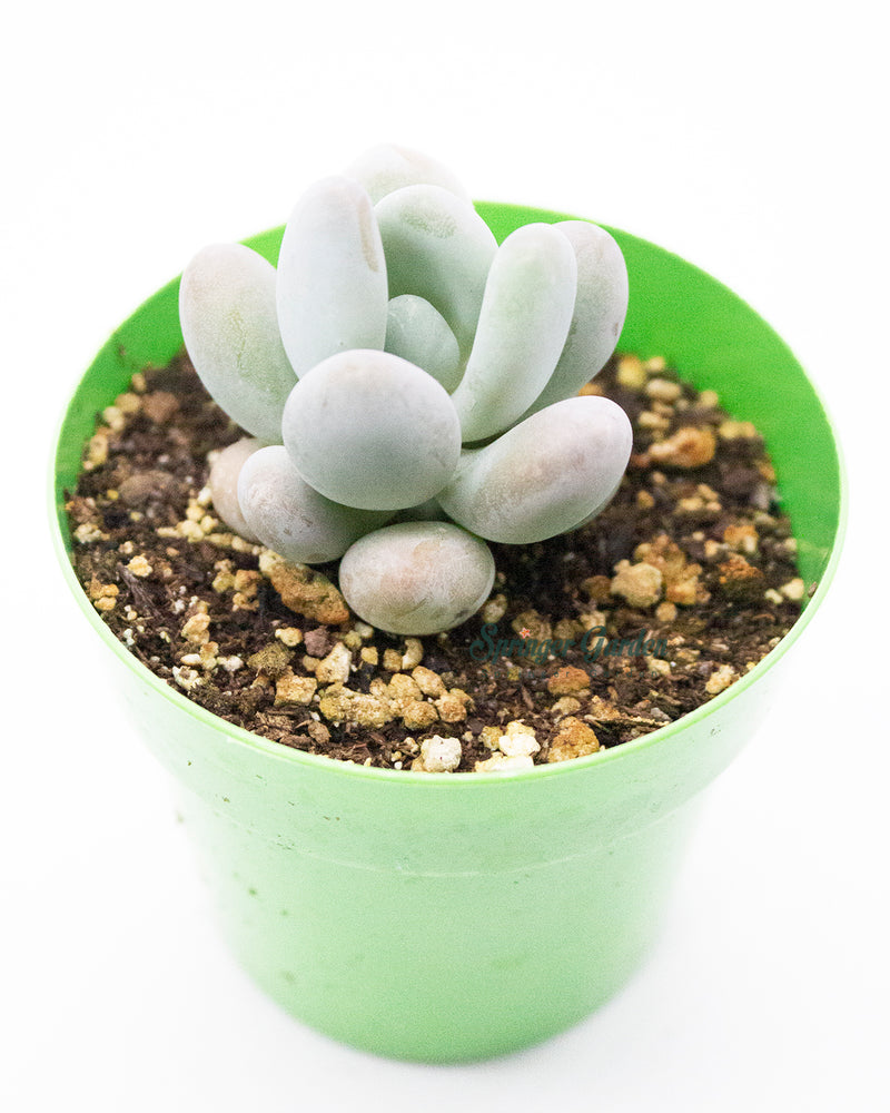 Pachyphytum cv. Momobijin