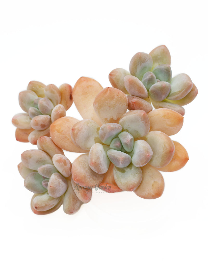 
                
                    Load image into Gallery viewer, Pachyphytum cv Frevel
                
            