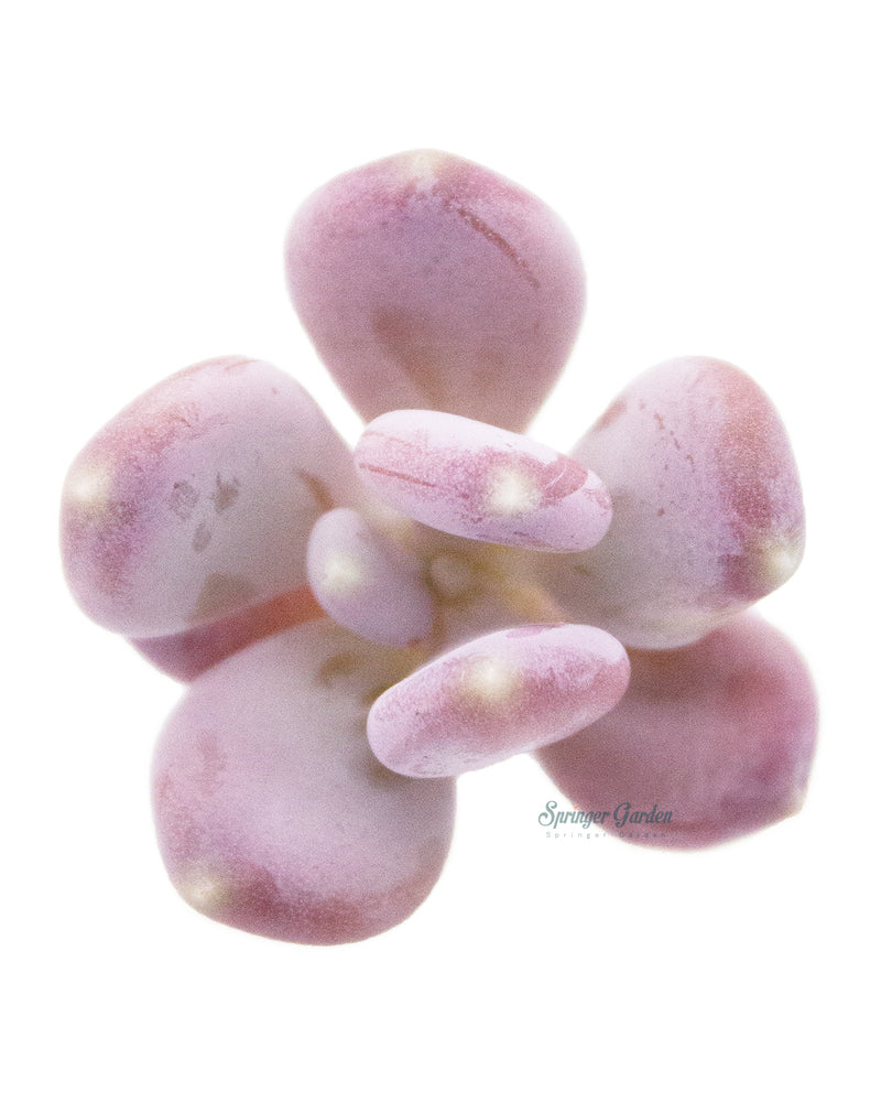 Pachyphytum Glutinicaule