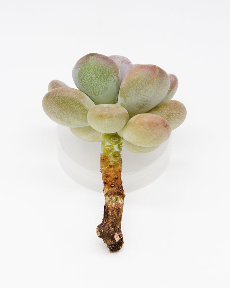 Pachyphytum Oviferum Tsukibijin