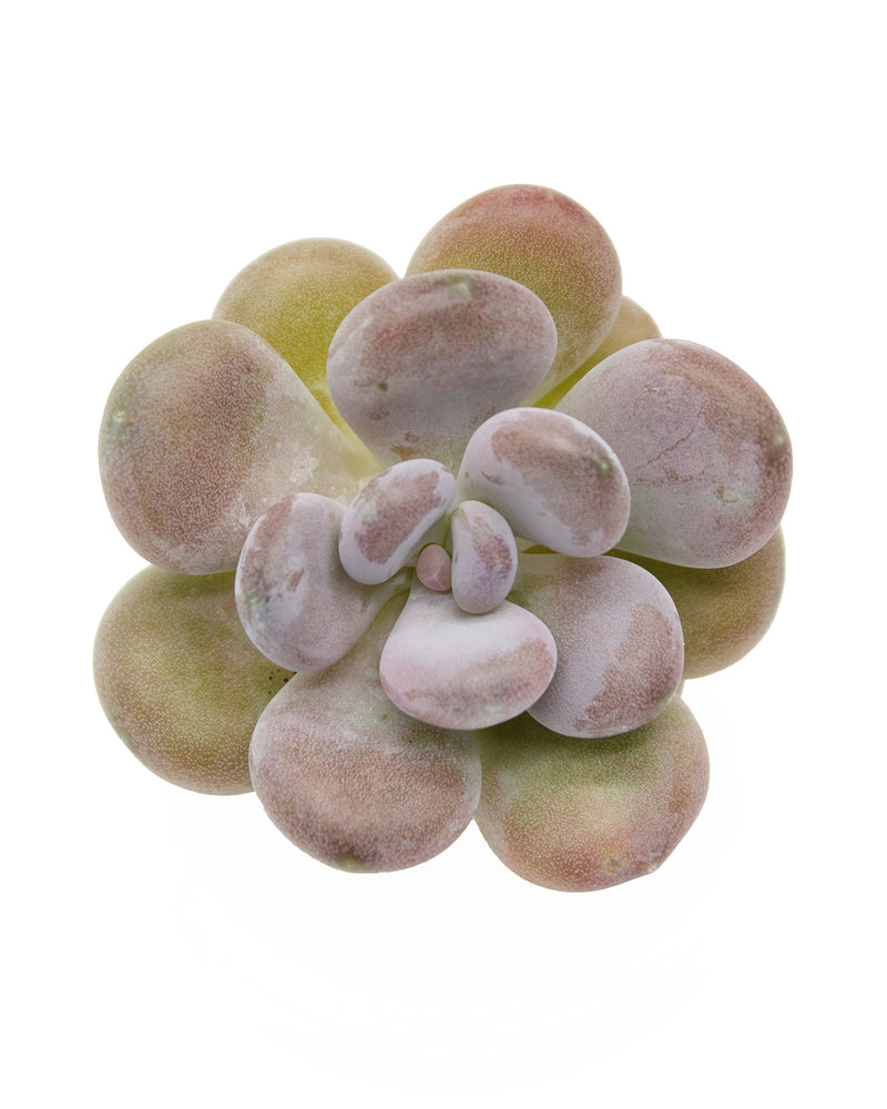 Pachyphytum Oviferum Tsukibijin