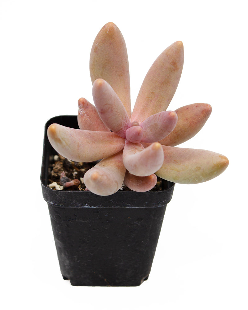 Pachysedum 'Ganzhou'