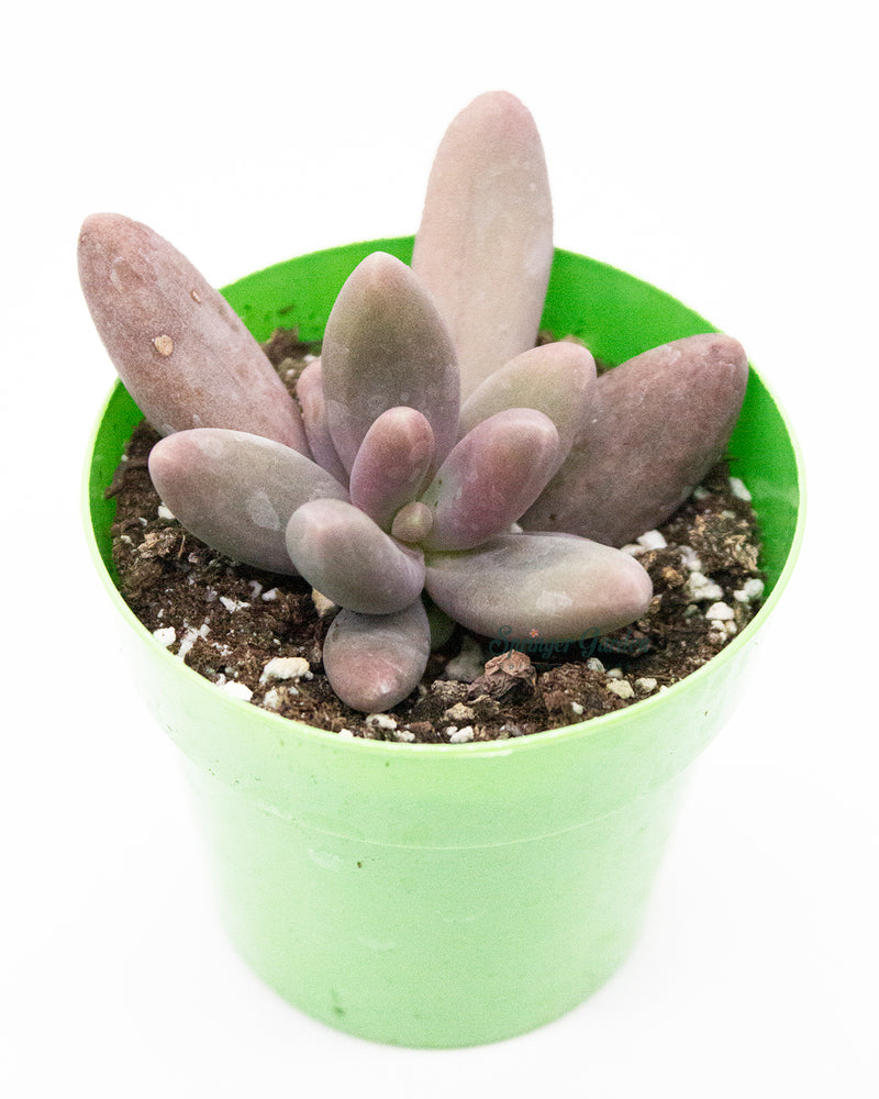 Pachysedum 'Ganzhou'