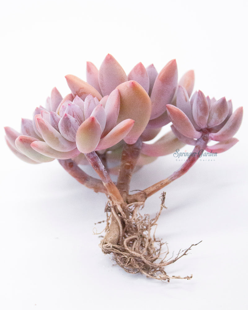 Pachyveria Cutie Finger - Super