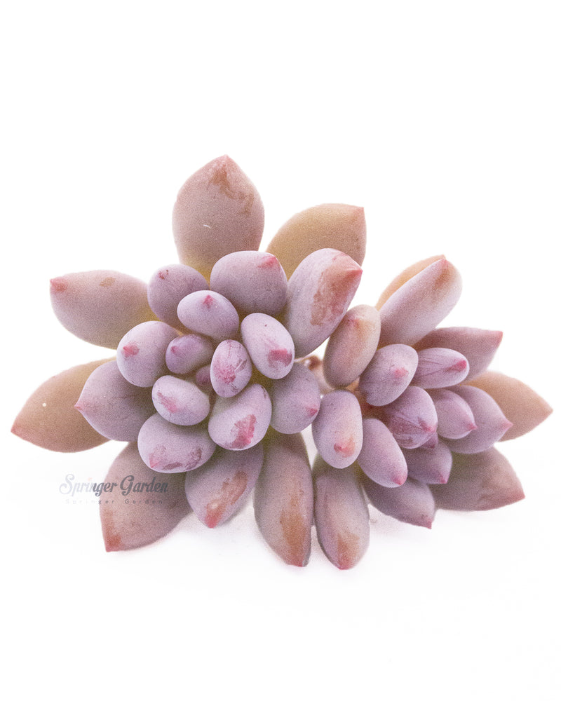 Pachyveria Cutie Finger
