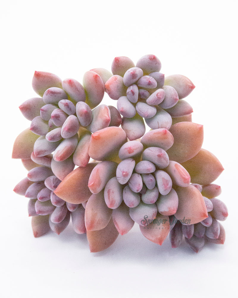 Pachyveria Cutie Finger - Super