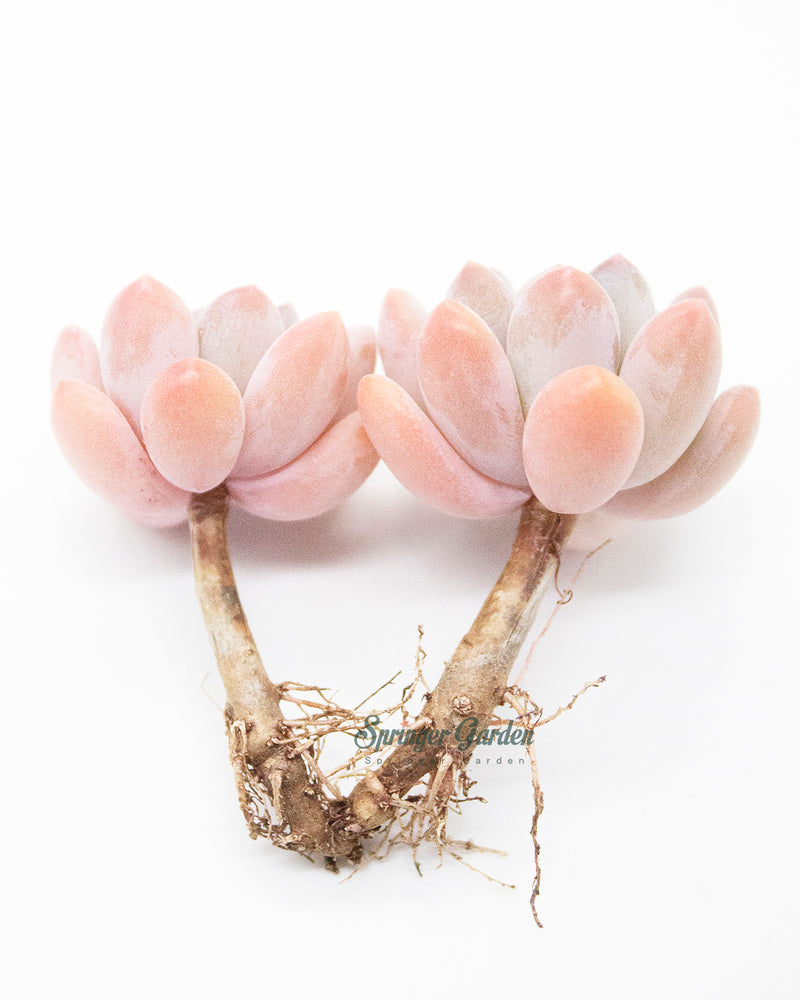 Pachyveria Pachyphytoides Walth