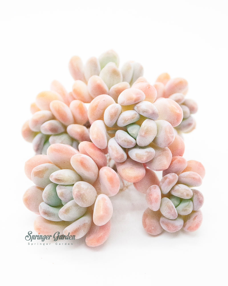Pachyveria Pachyphytoides Walth