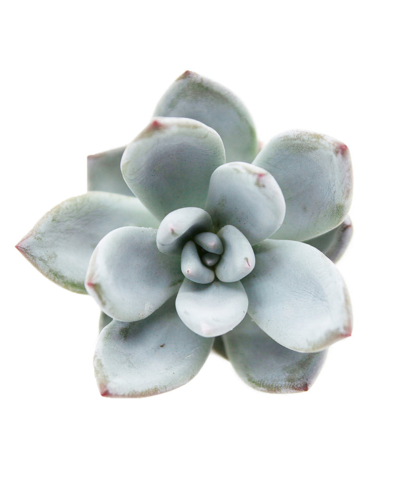 Pachyveria Powder Puff